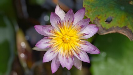 Macro shot of Water lily. Lotus flower.