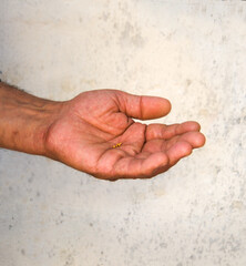 Small mustard seeds in the hand