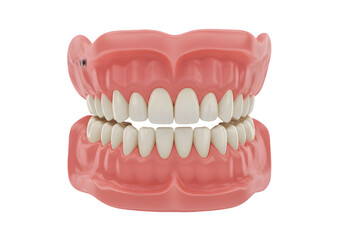 3D Rendering Complete Set of False Teeth Model Dental Denture