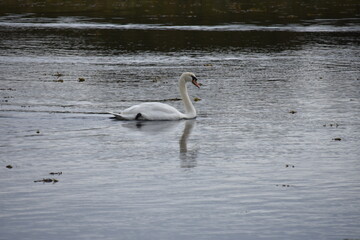 A graceful white swan glides calmly across a reflective, still body of water, surrounded by scattered bits of floating vegetation.