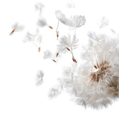 Delicate dandelion seeds scattered, light-colored, against a black background