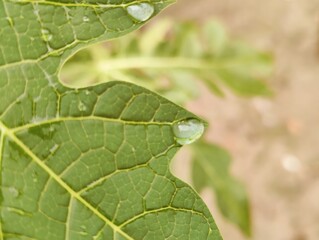Detailed view of lush green leaves showcasing intricate textures and vibrant foliage in daylight.