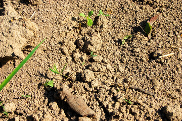 Seedlings are growing on the soil. Close-up.