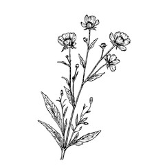 Meadow flower on a thin stem, black and white sketch. Vector illustration. Flax flowers and wildflowers isolated on a white background. The theme of nature, spring and summer