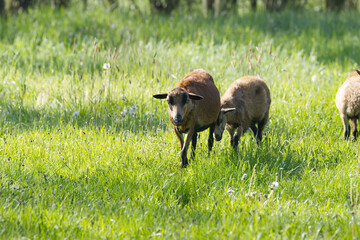 brown sheep run one after the other on the meadow, brown sheep on the wild meadow, sheep on the meadow with brown and black fur, others follow him, flower meadow
