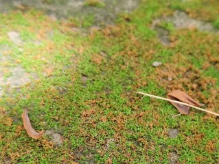 Textured Ground Surface Featuring Moss Growth and Organic Elements