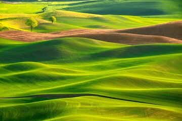 Green wheat field on rolling hills from drone. Palouse. WA. USA