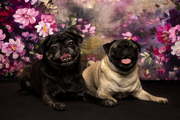 Two Relaxed Pugs Lying Down in Floral Studio Scene