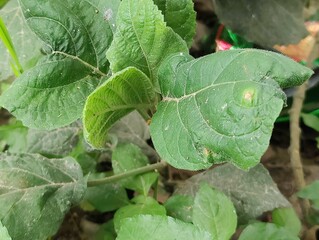 Close-up of vibrant green leaves in natural outdoor setting