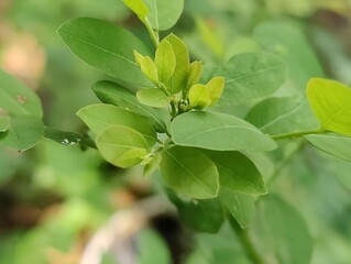 Various green trees in the village. Lush rural landscape with diverse tree types