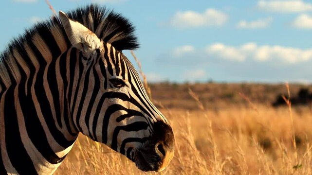 Closeup profile view of handsome black and white face of zebra in golden field