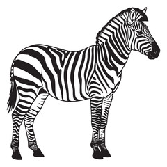 Black and white zebra standing profile view animal wildlife