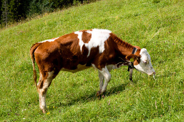 Obraz premium Grazing cow on a lush green hillside in Tyrol, Austria during a sunny summer day