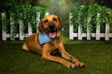 Smiling Brown Dog Lounging in Garden Setting