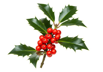 Isolated Holly Berries Branch with Green Leaves against Transparent Background