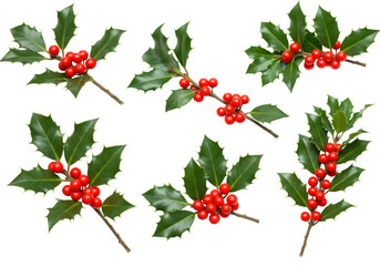 Isolated Holly Berries Arrangement On Transparent Background Illustration