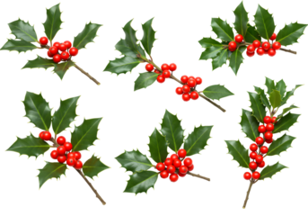 Isolated Holly Berries Arrangement On Transparent Background Illustration