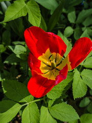Close-up of fading orange Dutch tulips, capturing their delicate beauty as they near the end of bloom.