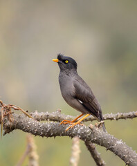 Jungle myna bird perched on tree branch in natural forest habitat