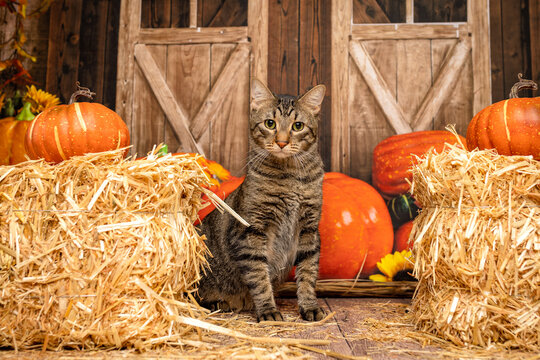 Tabby Cat Sitting Among Pumpkins and Hay in Barn Scene - Powered by Adobe