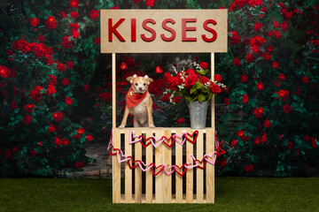 Light-Colored Dog in Valentine&rsquo;s Kissing Booth