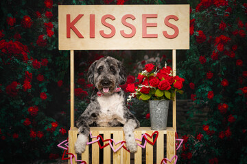 Fluffy Dog with Paws Up in Valentine’s Kissing Booth