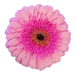 Beautiful pink Gerbera flower isolated on white background, including clipping path.