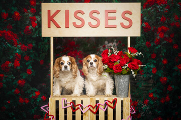Two Cavalier King Charles Spaniels in Valentine&rsquo;s Kissing Booth