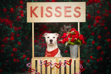 Valentine Pit Bull at Kissing Booth
