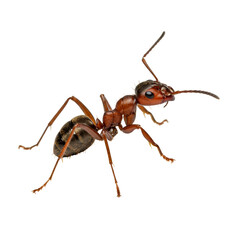 Detailed Brown Ant Insect Wildlife Macro Animal Transparent Background