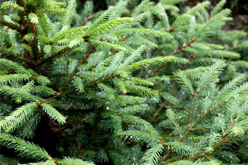 Lush green coniferous forest in Tyrol, Austria showcasing vibrant needle-like leaves during a rainy day
