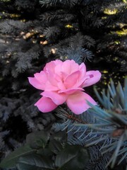 A blooming rose with delicate pink petals among the branches of a coniferous tree.