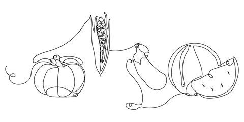 Autumn vegetables and berries in line rat technique: pumpkin, corn, eggplant and watermelon. Hand drawn with one continuous line. Healthy eating. Vector illustration of vegetables and berries.