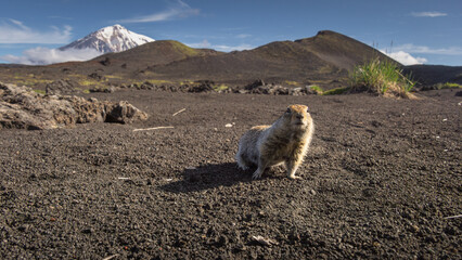 Small mammal stands on volcanic soil, with a majestic snow-capped mountain in the background,...