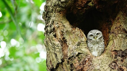 Obraz premium Close-up of a spotted owl (Athene brama) perched on the rim of a tree cavity. This owl has striking yellow eyes, a pointed beak, and beautifully patterned plumage 