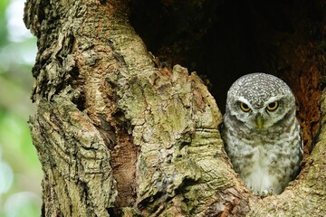 Close-up of a spotted owl (Athene brama) perched on the rim of a tree cavity. This owl has striking yellow eyes, a pointed beak, and beautifully patterned plumage         