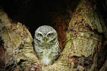 Close-up of a spotted owl (Athene brama) perched on the rim of a tree cavity. This owl has striking yellow eyes, a pointed beak, and beautifully patterned plumage         