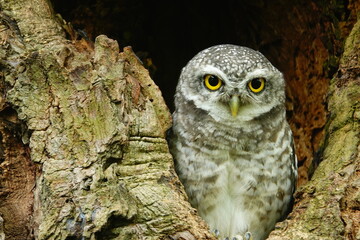 Close-up of a spotted owl (Athene brama) perched on the rim of a tree cavity. This owl has striking yellow eyes, a pointed beak, and beautifully patterned plumage         