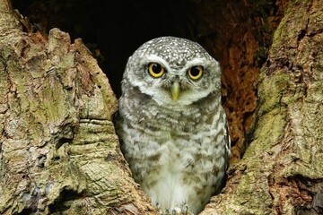 Close-up of a spotted owl (Athene brama) perched on the rim of a tree cavity. This owl has striking yellow eyes, a pointed beak, and beautifully patterned plumage         