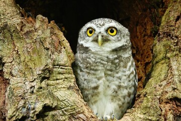 Close-up of a spotted owl (Athene brama) perched on the rim of a tree cavity. This owl has striking yellow eyes, a pointed beak, and beautifully patterned plumage         