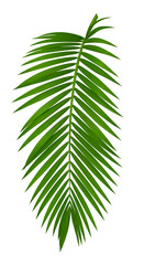 Obraz premium Illustration Green Palm Leaf Isolated Tropical Foliage Transparent BG