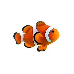 Vibrant Clownfish: Underwater Marine Life Photography