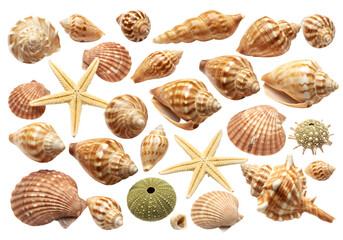 Isolated Illustration of Seashell Starfish Assortment on Transparent Background