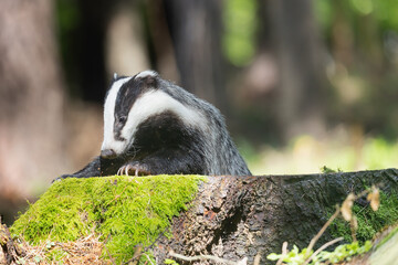 European badger portrait on a stump. Horizontally.  © frank11