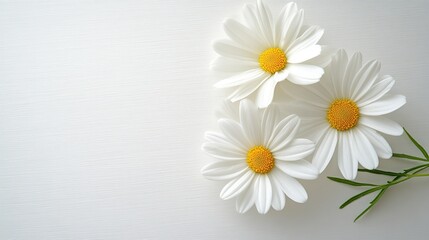 Obraz premium Delicate Trio of White Daisies Blooming Brightly on a Soft White Background, Symbolizing Freshness