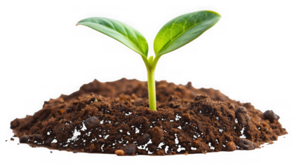 Young plant growing from soil isolated on a transparent background seedling growth