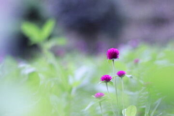 かわいい千日紅のピンクの花