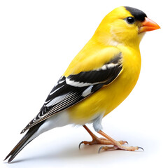 Obraz premium yellow tit i