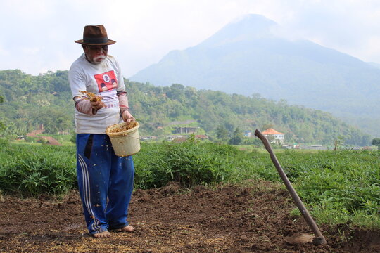 Farmers Cultivating Rice Fields in the Morning