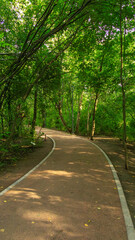 Serene winding pathway through lush green forest, surrounded by tall trees and vibrant foliage,...
